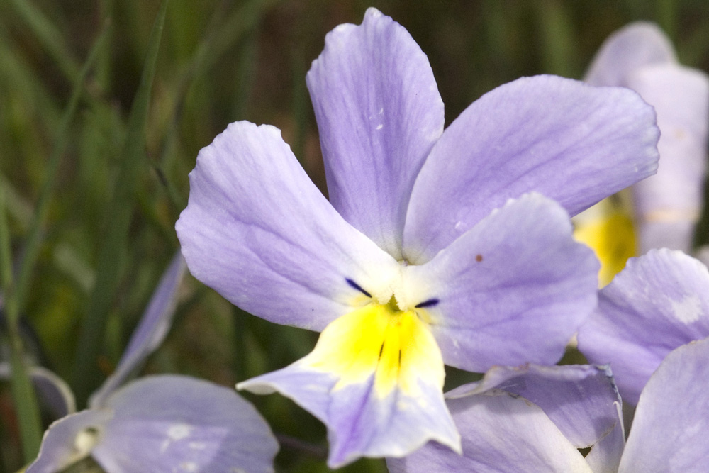 Viola calcarata/Viola con sperone